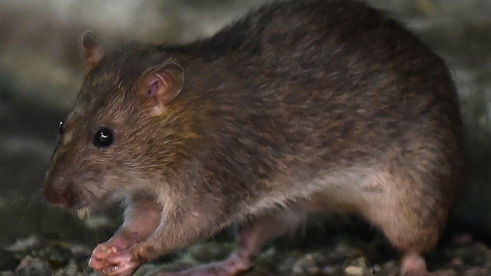 Rat