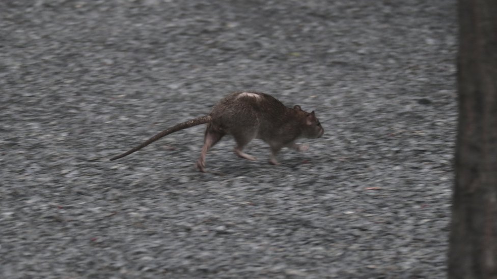 Rat with balding back