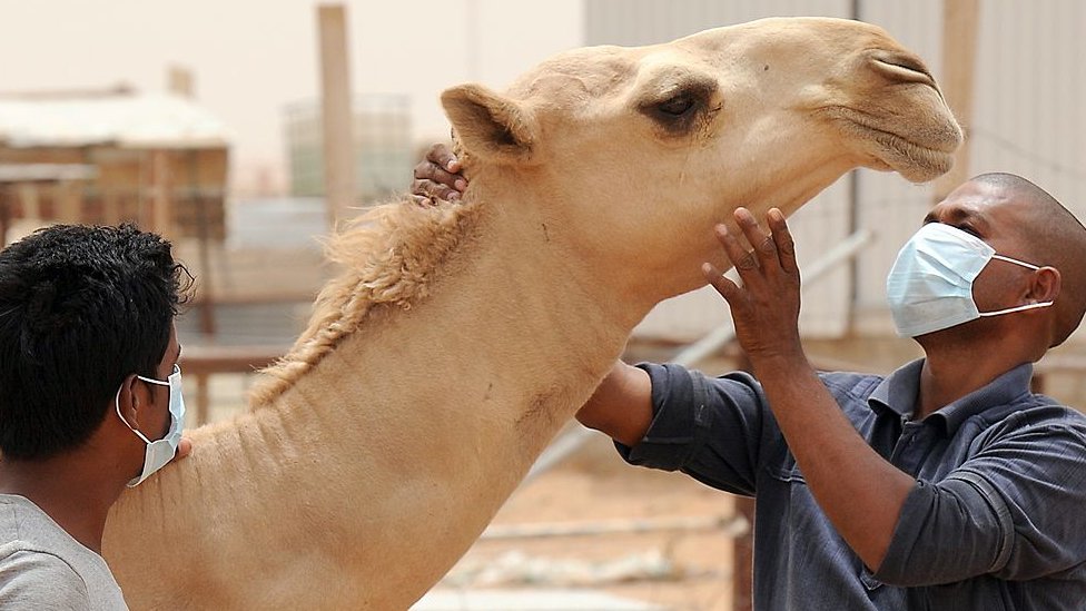 Kamile mogu da luče korona virus, Mers