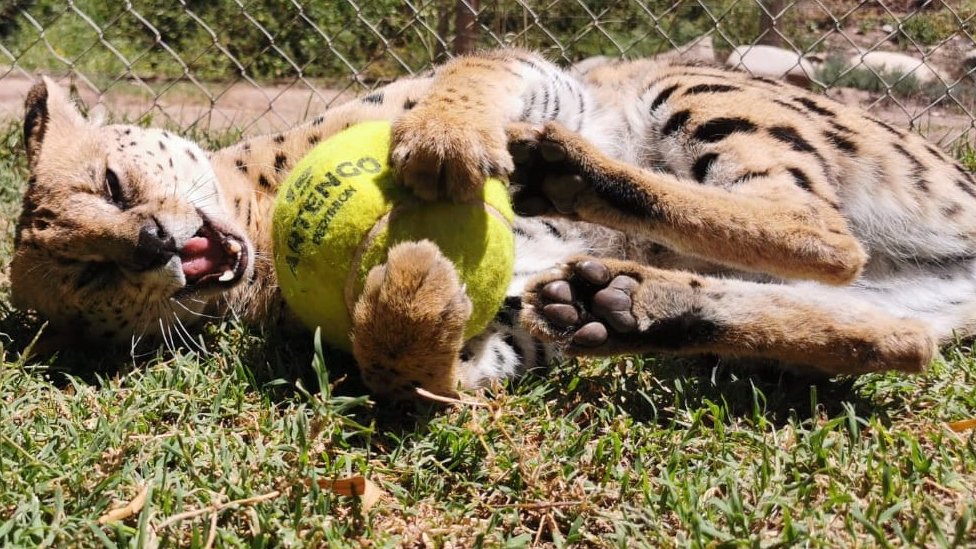 A serval cat in a playful mood