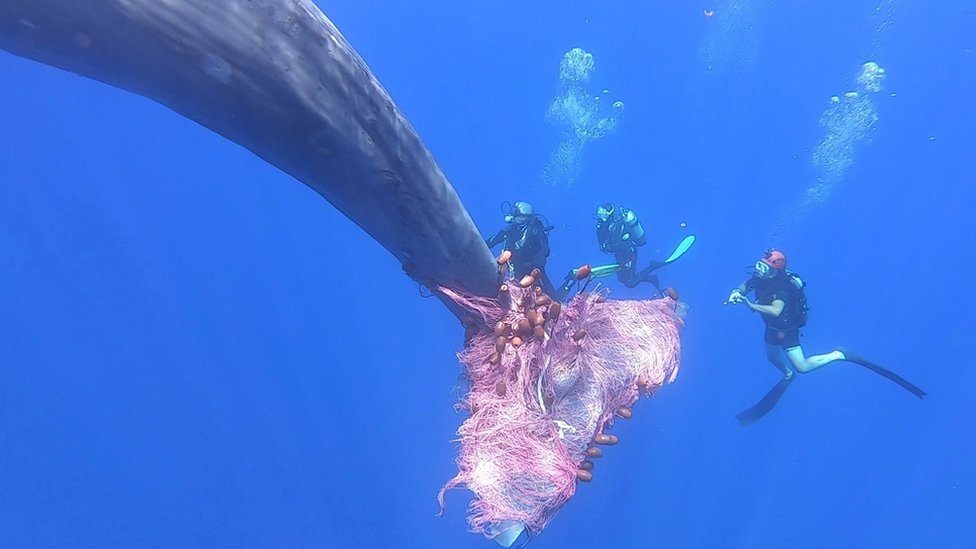 Italian coastguard divers work to free a sperm whale caught in a fishing net