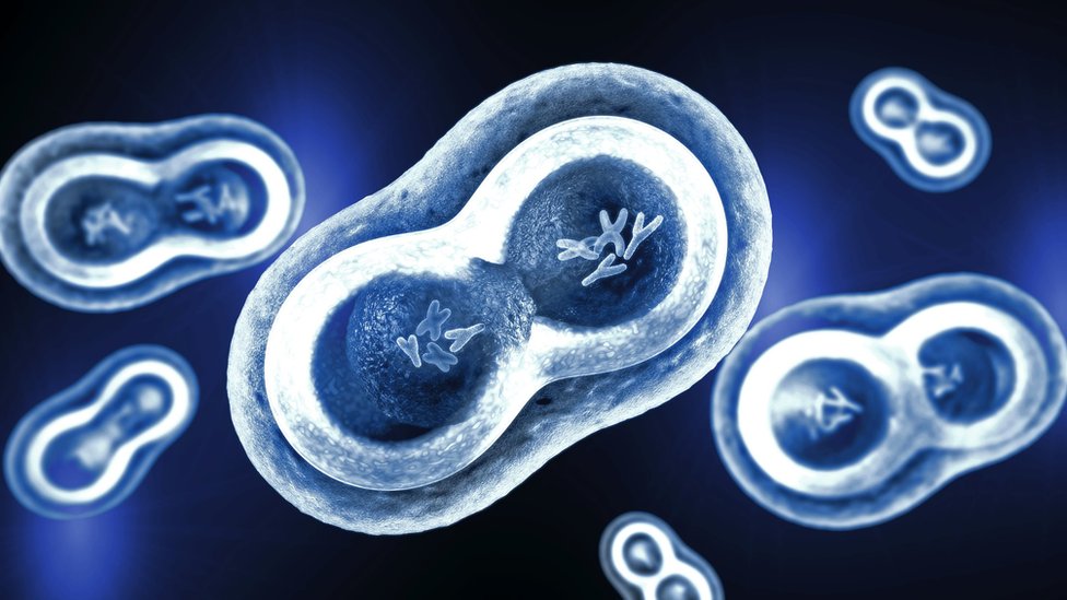 Transparent cells with nucleus, cell membrane and visible chromosomes