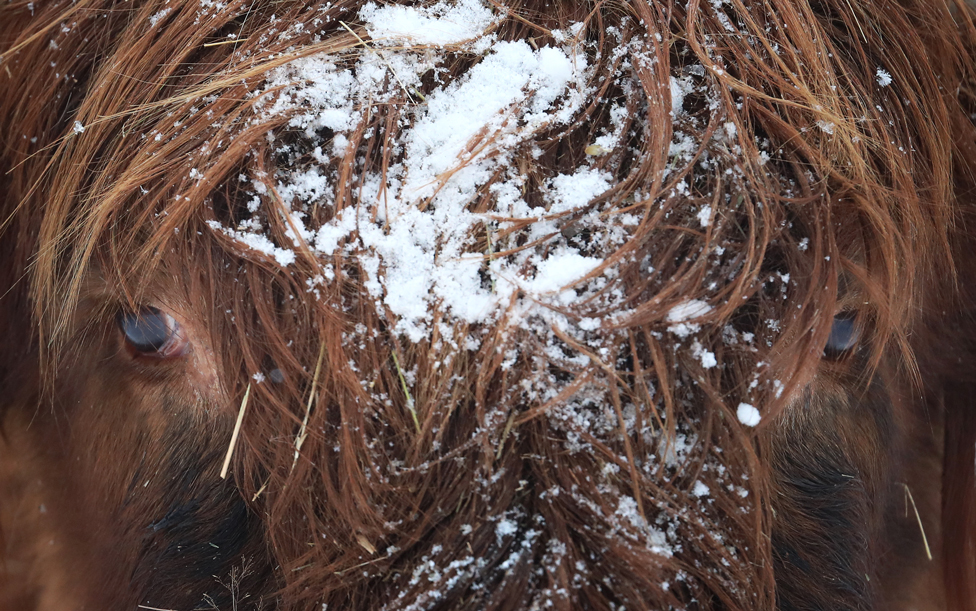 A Highland cow in the snow at Hothfield Heathlands nature reserve near Ashford, Kent, on 9 February 2021