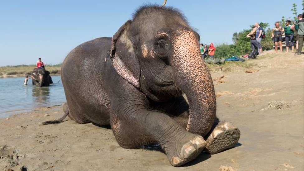 Safari elephants given a bath