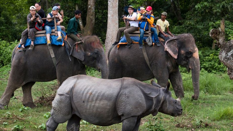 Tourists taking pictures of one horned rhinoceros