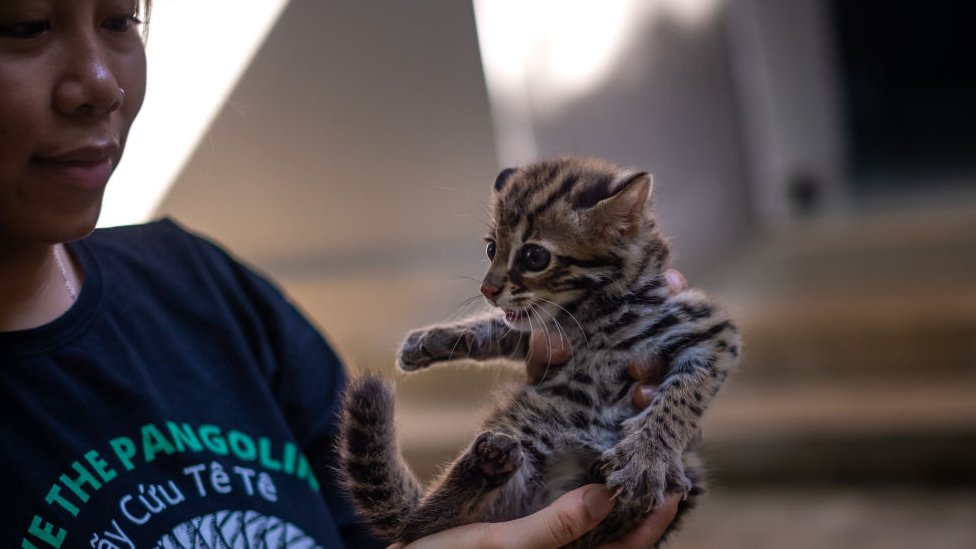 A veterinarian helps a newly rescued leopard cub to sun bathe in Cuc Phuong National Park of Vietnam.