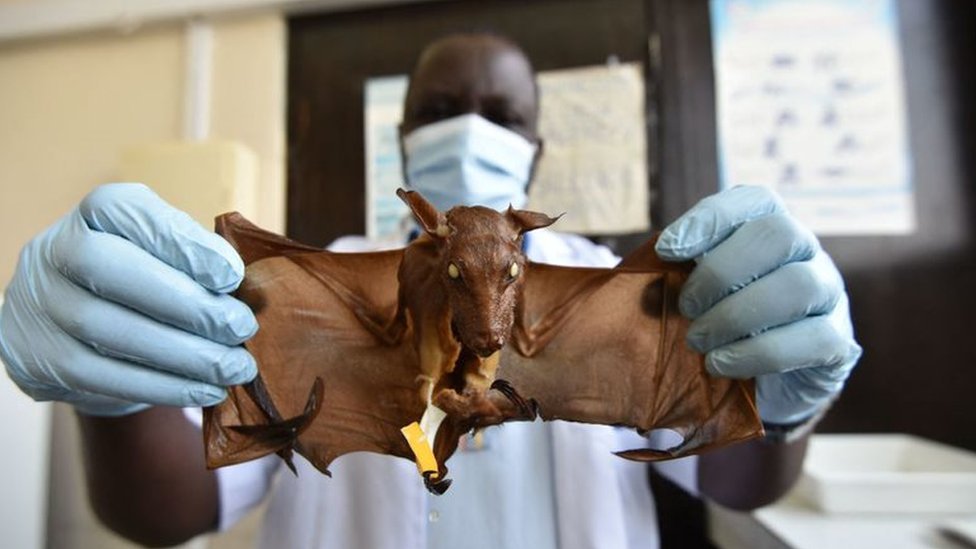 A scientist holding a bat