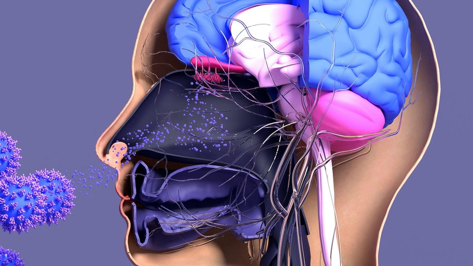 Graphic representation of a virus entering a the body through the nose and mouth