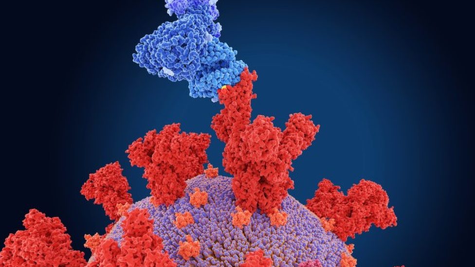 Illustration of a coronavirus infecting a cell